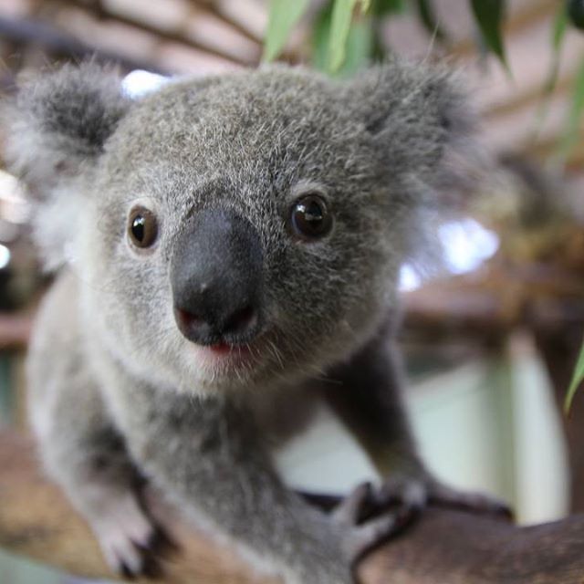 koala tours bb